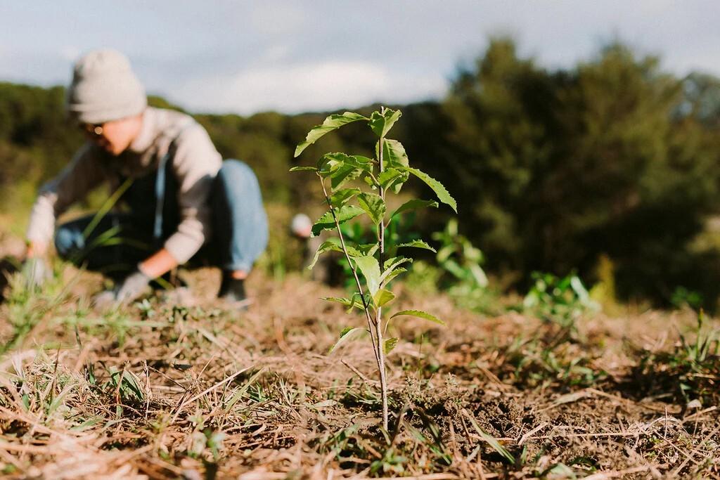Native Tree Planting Offset